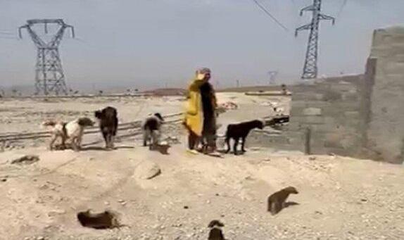 کشتار سگ‌های دماوند؛ خشم عمومی، تکذیب و تائید مسئولان