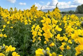 ۶۰۰ میلیون تومان جریمه نقدی برای چیدن این گل در ترکیه ! (عکس) 