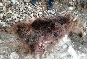 محکومیت عوامل اتلاف یک قلاده خرس در ایذه