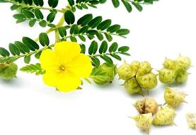خواص درمانی خارخاسک از دیدگاه طب سنتی ؛ طرز استفاده از خارخاسک | خارخاسک چه طبعی دارد ؟