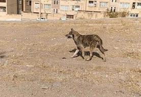 حادثه تلخ در تبریز؛ حمله گرگ جان کودک هشت ساله را گرفت