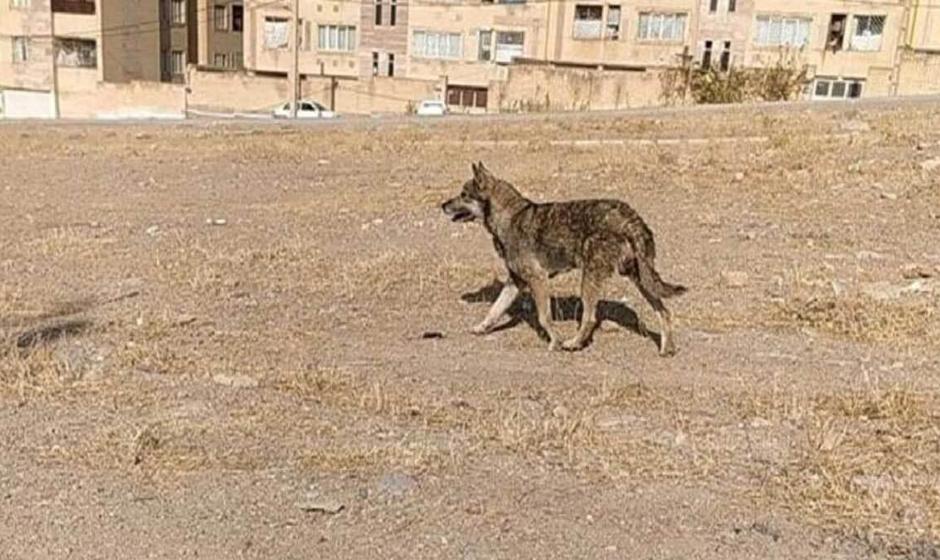 گرگ وحشی گلوی کودک تبریزی را درید