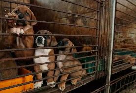 تولید و فروش گوشت سگ در این کشور ممنوع شد | تصویب ۲ تا ۳ سال زندان | خوردن گوشت سگ کماکان ...