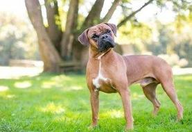 خرید و فروش و توزیع گوشت سگ در کره جنوبی ممنوع شد