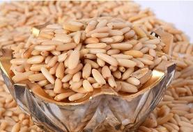 خواص چلغوز چیست؟ با شگفت‌انگیزترین خاصیت آجیل کاج آشنا شوید!