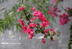 صدور هشدار زرد بارندگی در خوزستان