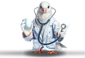 معجزه تخم‌ کبوتر؛ افسانه یا واقعیت؟