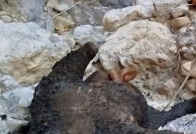 خرس ۵ ساله در منطقه دنا شکار و لاشه‌اش سوزانده شد