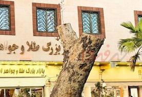 دلیل قطع درخت کهنسال خیابان ۱۵ خرداد چیست؟