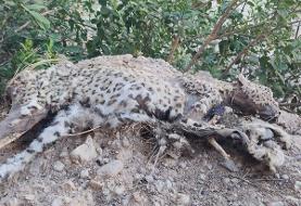 لاشه پلنگ ایرانی در بوشهر کشف شد