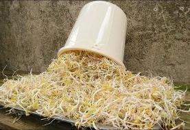روش تهیه جوانه حبوبات در بطری نوشابه + نکات و ترفندها