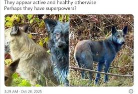 حیرت دانشمندان از پدیدهای عجیب در چرنوبیل