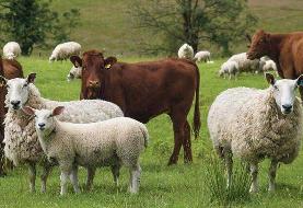 قیمت دام زنده امروز چهارشنبه ۱۴۰۴/۰۸/۰۷+ جدول