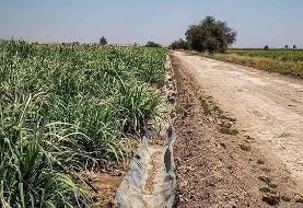 مزارع هفتتپه را در آستانه خشکی قرار گرفت