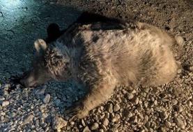 تصادف مرگبار یک خرس قهوهای ماده در جادههای شهرستان سرچهان/ عکس