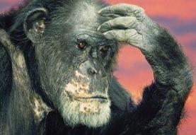 شامپانزهها دروغ را تشخیص میدهند و عقیدهشان را عوض میکنند!