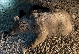 یک خرس در مازندران کشته شد