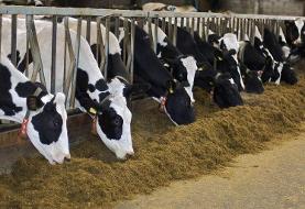 واردکنندگان متهم به عرضه بدون ضمانت/  پشت‌پرده مرغ ۱۹۰ هزار تومانی در بازار