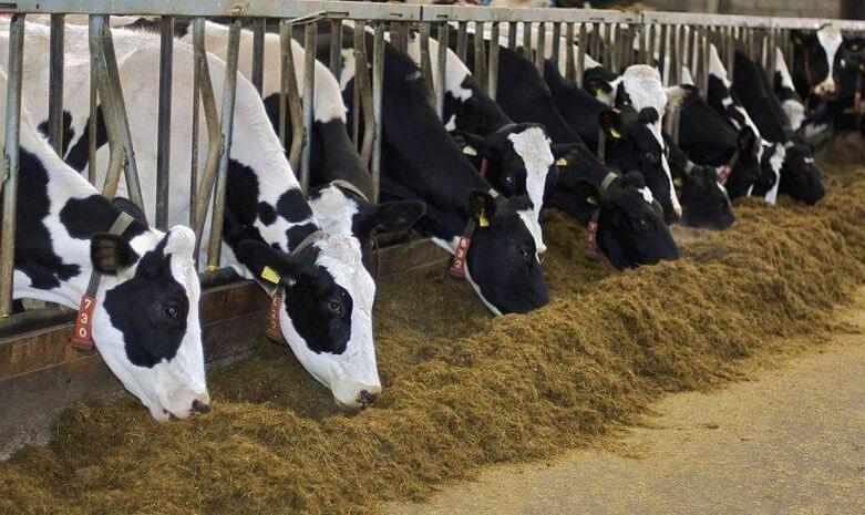 واردکنندگان متهم به عرضه بدون ضمانت/  پشت‌پرده مرغ ۱۹۰ هزار تومانی در بازار