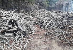 ۸ تن چوب «تاغ» قاچاق در گناباد کشف شد