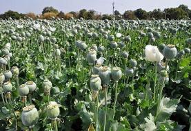 اصلاح احتمالی لایحه مواد مخدر؛ احتمالا‍ً به سمت کشت کنترل شده خشخاش برویم