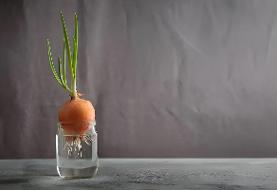 پیاز جوانه زده را چگونه بکاریم ؟ ؛ روش کاشت پیاز جوانه زده در آب و گلدان خانگی