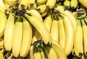 تکذیب توقف واردات موز/ واردات و صادرات محصولات کشاورزی طبق روال قبلی در حال انجام است 