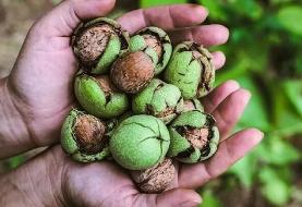 خوردن گردو در شب چه خواصی دارد؟