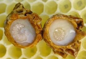 ژل رویال، محافظ ویژه اسپرم و باروری مردان