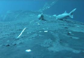 سفر شگفت‌انگیز ماهی‌های مکنده بر پشت نهنگ‌ها