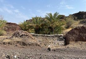 خرس و خرما؛ راهی برای حفاظت از خرس سیاه بلوچی