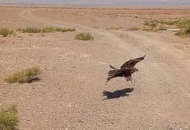 پرنده شکاری کمیاب ۸ میلیاردی به طبیعت مازندران بازگردانده شد