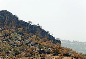 خشکیدگی بلوط در ۴ میلیون هکتار از جنگل‌های زاگرس