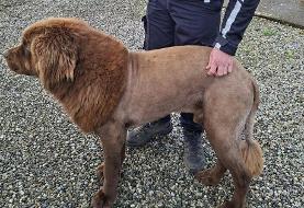 شباهت عجیب چهره این سگ به شیر وحشی ! ؛ روایت یک ویدئوی وایرال + عکس