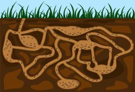 مورچه‌ها چطور جلوی شیوع بیماری را می‌گیرند / استادان دفاع غریزی در برابر عفونت