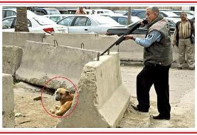 «سگ کُشی» راه نیست ، چاه است