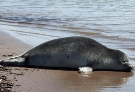 دریای مازندران آب رفت!