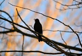 چرا پرنده‌ها هر روز اول صبح سر و صدا راه می‌اندازند!