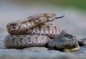 از گرزه‌مار ایرانی تا تایپان استرالیایی؛ چگونه زهر مار قربانی را از پا درمی‌آورد؟