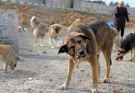 کنترل جمعیت حیوانات شهری با تهیه نقشه مراکز تجمعی