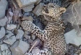 توله پلنگ ایرانی در بشاگرد تلف شد