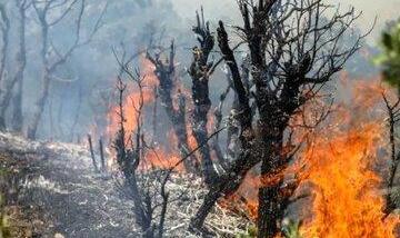 هواپیمای ایلوشن به جنگل‌های چالوس رسید