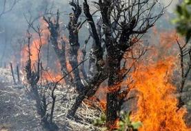 رئیس منابع طبیعی: آتش‌سوزی الیت در قلب جنگل هیرکانی نیست