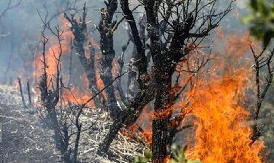 رئیس منابع طبیعی: آتش‌سوزی الیت در قلب جنگل هیرکانی نیست