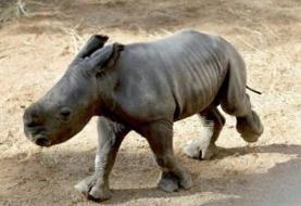 تولد بچه‌کرگدن سفید در یک باغ‌وحش/ عکس