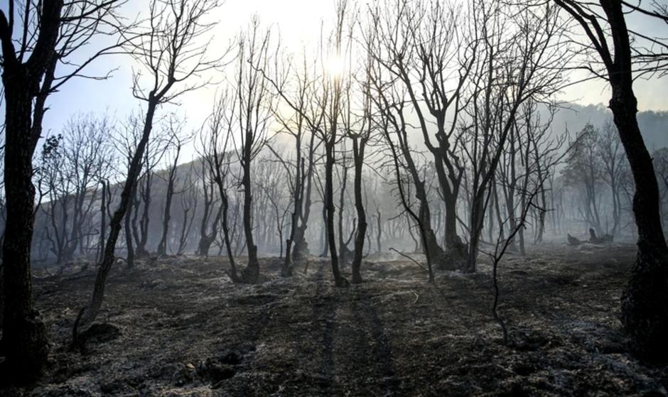 مدیرکل منابع طبیعی مازندران: آتش در الیت کنترل شد