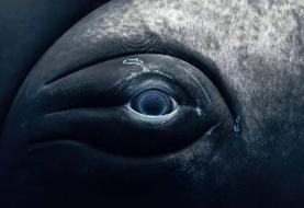 نمای نزدیک از چشم نهنگ؛ ترکیب زیبایی حیرت‌انگیز غول دریایی با پایان غم‌انگیز + تصاویر