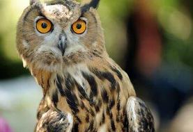 چشم برخی جغدها از داخل گوششان دیده می‌شود