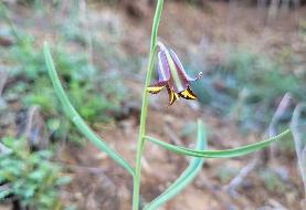 ماجرای کشف یک گیاه جدید در طبیعت کردستان | تازه‌ ترین مهمان گونه‌ های گیاهی ایران «سنندج» نام گرفت