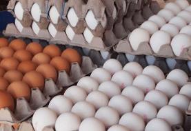 رشد ۱۵۵درصدی قیمت تخم مرغ فقط در ۴ ماه! | هر شانه تخم مرغ چند شد؟